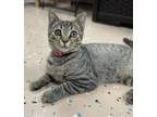 Adopt Malia a Brown Tabby Domestic Shorthair (short coat) cat in Virginia Beach