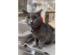 Adopt Lollipop (Lollie) a Gray or Blue Domestic Shorthair (short coat) cat in