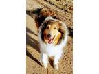 Adopt Rowan a Collie