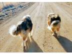 Adopt Rowan and Ruger a Collie