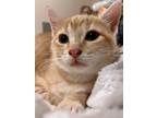 Adopt Butterscotch a Orange or Red Tabby Domestic Shorthair (short coat) cat in