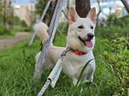 Adopt Doyou a White Corgi / Jindo / Mixed dog in Torrance, CA (38551141)