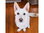 Adopt DoYou a White Corgi / Jindo / Mixed dog in Torrance, CA (38551141)