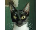Adopt Annabelle a All Black Domestic Shorthair / Mixed cat in Cumming