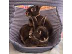 Adopt Audrey Hopbun a Rex / Mixed rabbit in Napa, CA (38522686)