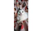 Adopt Altostratus a White (Mostly) Domestic Shorthair (short coat) cat in Los