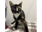 Adopt Addie a Calico or Dilute Calico Domestic Shorthair / Mixed cat in