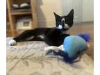 Adopt Interstate a Black & White or Tuxedo Domestic Shorthair cat in New York