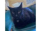 Adopt Pooky a All Black Domestic Shorthair / Mixed cat in Wadena, MN (38483239)