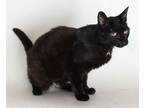 Adopt Katthy a All Black Domestic Shorthair / Mixed (short coat) cat in Redding
