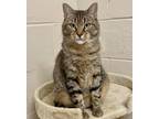 Adopt Starling a Brown Tabby Domestic Shorthair (short coat) cat in New York