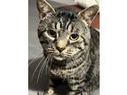 Adopt Blacky a Black (Mostly) Bengal / Mixed (medium coat) cat in Zanesville