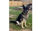 Adopt Remi Raccoon a Black German Shepherd Dog / Mixed dog in Fishers