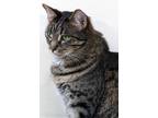 Adopt Nibbles a Gray, Blue or Silver Tabby Tabby (short coat) cat in Barnwell