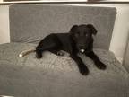 Adopt Nola a Black Labrador Retriever dog in San Diego, CA (38496766)