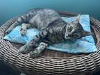 Adopt LENNOX-born 2021 a Brown Tabby Domestic Shorthair / Mixed (short coat) cat