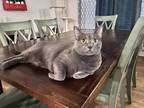 Adopt Morgana a Gray or Blue Domestic Shorthair / Domestic Shorthair / Mixed cat