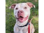 Adopt Bubala a Pit Bull Terrier