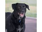 Adopt Duck a Labrador Retriever