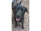 Adopt Nacho a Black Labrador Retriever