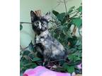 Adopt Mystic a All Black Domestic Shorthair / Domestic Shorthair / Mixed (short