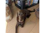 Adopt George a Chocolate Labrador Retriever