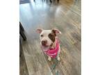 Adopt Miss Donut a White American Staffordshire Terrier dog in Twin Falls