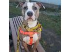 Adopt Justice a Pit Bull Terrier