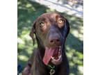 Adopt DRAX a Brown/Chocolate Retriever (Unknown Type) / Mixed dog in San