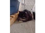 Adopt Smokey Joe a Black & White or Tuxedo Domestic Longhair (long coat) cat in