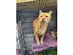 Adopt David a Domestic Short Hair