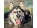 Adopt Ronny a Black Alaskan Malamute / Mixed dog in Wenatchee, WA (38383402)