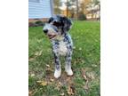 Adopt Ozzie a Merle Aussiedoodle / Mixed dog in Richmond, VA (38605219)
