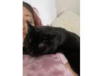 Adopt Drax a All Black Domestic Shorthair / Mixed (short coat) cat in Colorado