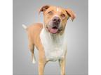 Adopt Farley a Tan/Yellow/Fawn Labrador Retriever / Mixed Breed (Large) / Mixed