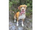 Adopt Bandit a Hound (Unknown Type) / Mixed dog in WAYNESVILLE, GA (38623641)