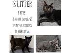 Adopt S Litter a Domestic Shorthair / Mixed (short coat) cat in Albany