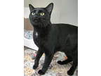 Adopt Buzz Lightyear (in foster) a All Black Domestic Shorthair / Domestic