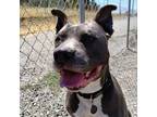 Adopt Fozzie Bear a Gray/Silver/Salt & Pepper - with Black Pit Bull Terrier /