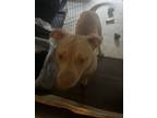Adopt Odin a Tan/Yellow/Fawn American Pit Bull Terrier / Mixed dog in