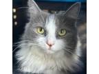 Adopt Buffy a Gray or Blue Domestic Mediumhair / Mixed cat in Huntsville