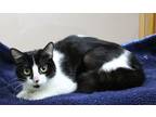 Adopt Penny a All Black Domestic Mediumhair / Domestic Shorthair / Mixed cat in