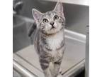 Adopt Cayenne a Gray or Blue Domestic Shorthair / Mixed cat in Bedford