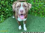 Adopt CANELO a Pit Bull Terrier, Mixed Breed