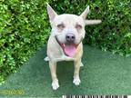 Adopt PUMBA a Pit Bull Terrier