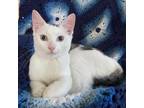 Adopt Nino a White Domestic Shorthair / Mixed cat in New York, NY (38401299)