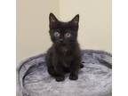 Adopt Twister a All Black Domestic Shorthair / Mixed cat in Bedford