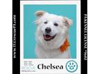 Adopt Chelsea 061723 a White Great Pyrenees dog in Kimberton, PA (38355279)