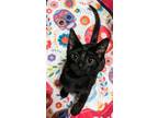 Adopt JiJi a All Black Domestic Shorthair / Mixed (short coat) cat in Brewster