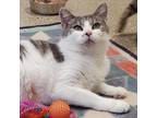 Adopt Pearl a White Domestic Shorthair / Mixed cat in Bedford, PA (38369576)